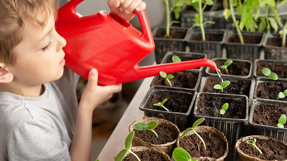 Ein Schulkind wässert Gemüsepflanzen auf der Fensterbank.