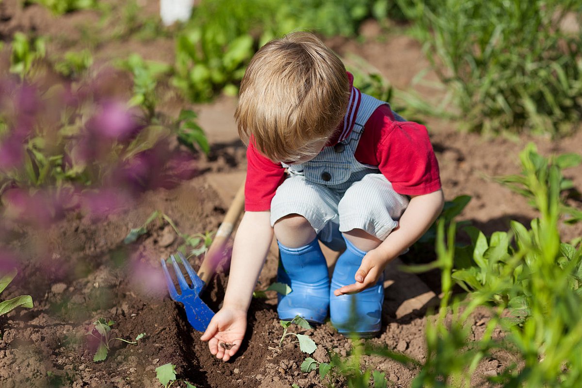 Eine Junge sät im Garten Gemüse aus. 