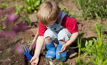 Eine Junge sät im Garten Gemüse aus. 