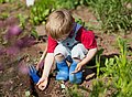 Eine Junge sät im Garten Gemüse aus. 