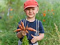 Kleiner Junge mit Sommerhut hält einen Bund Möhren in der Hand.