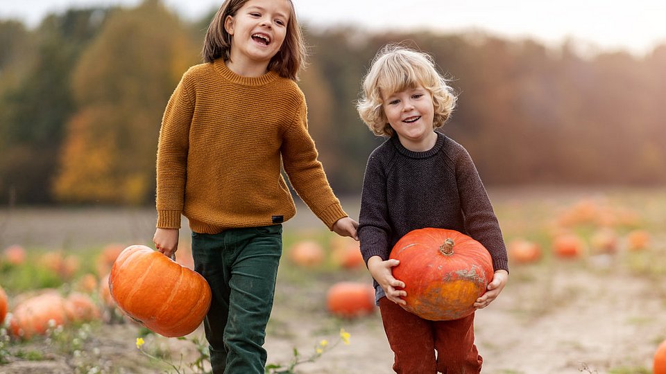 Kinder holen Kürbisse von einem Feld.
