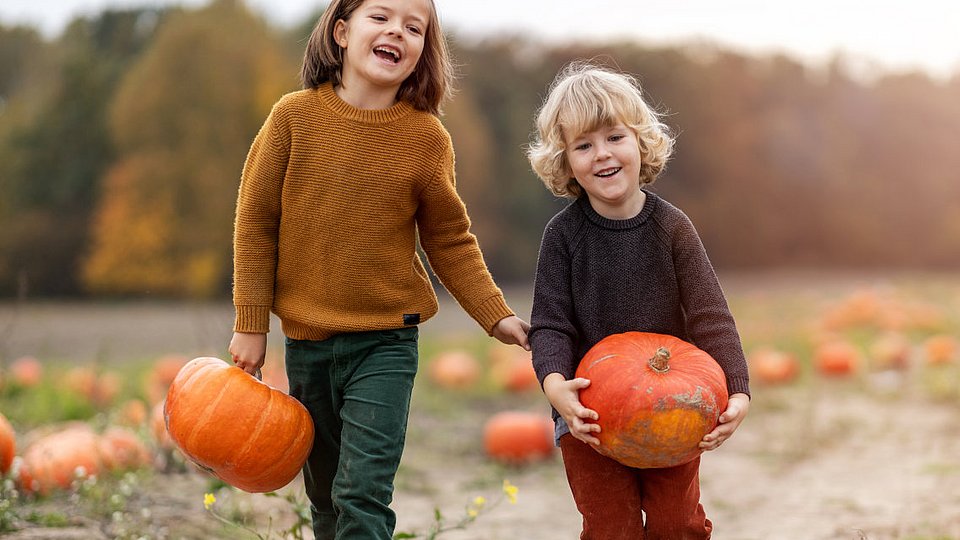 Kinder holen Kürbisse von einem Feld.