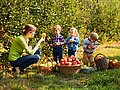 Lehrerin zeigt Schülern Äpfel auf einer Obstwiese