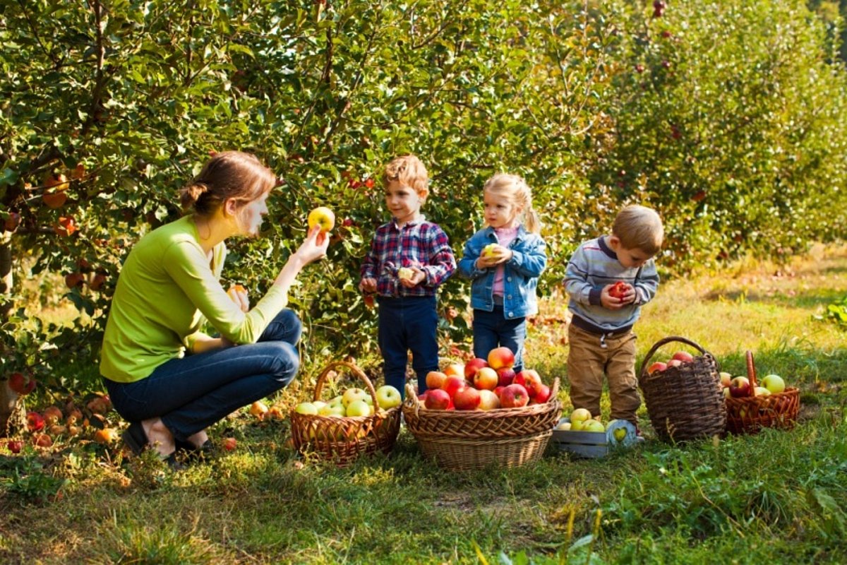Lehrerin zeigt Schülern Äpfel auf einer Obstwiese
