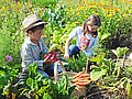 Zwei Kinder ernten im Gemüsegarten Möhren und Radieschen. 