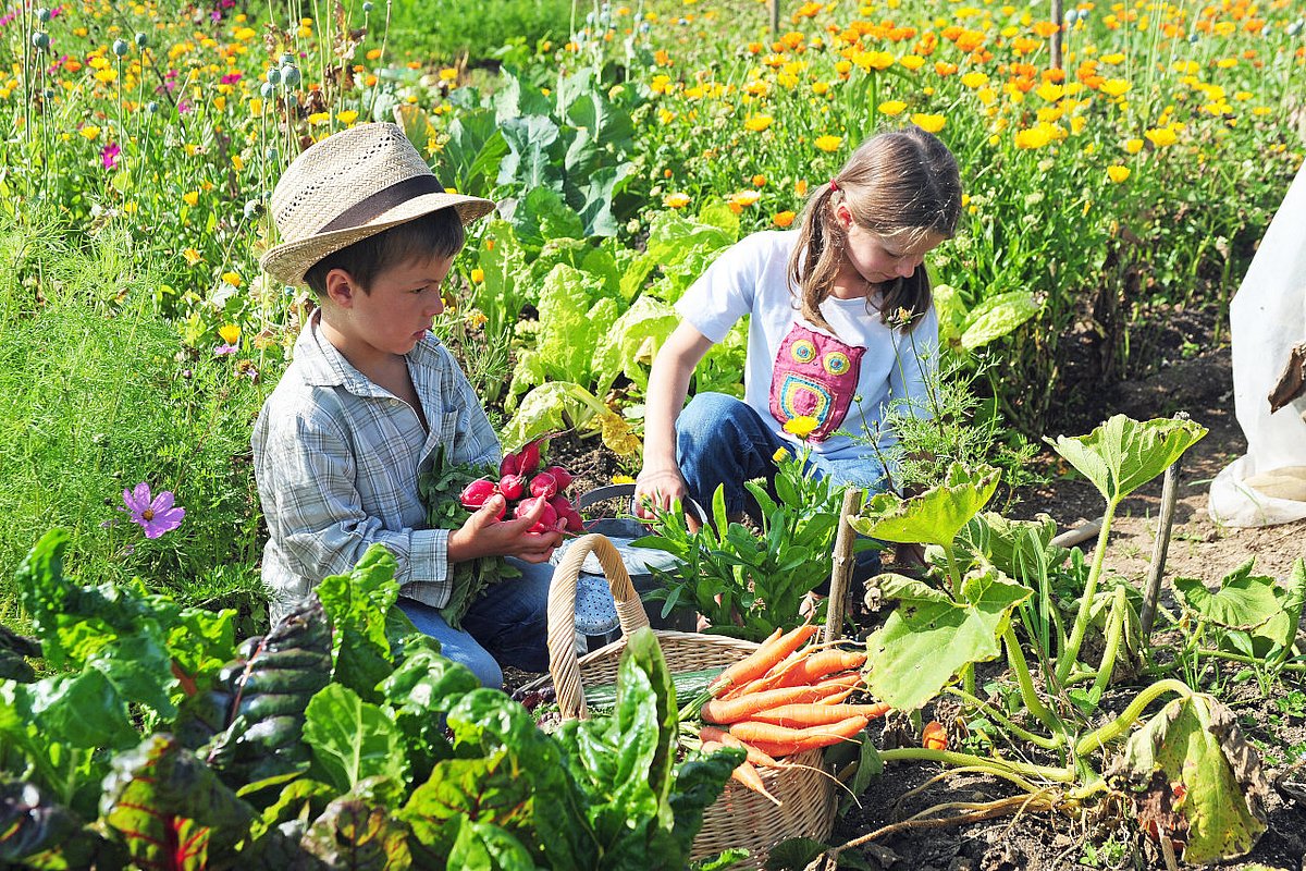 Zwei Kinder ernten im Gemüsegarten Möhren und Radieschen. 