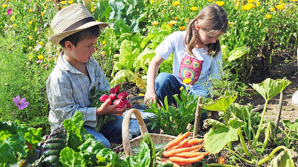 Zwei Kinder ernten im Gemüsegarten Möhren und Radieschen. 