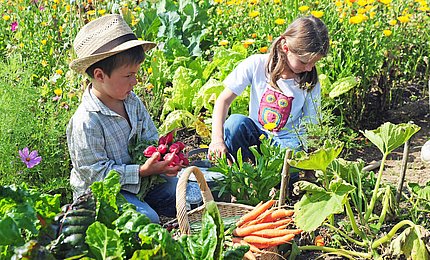 Zwei Kinder ernten im Gemüsegarten Möhren und Radieschen. 
