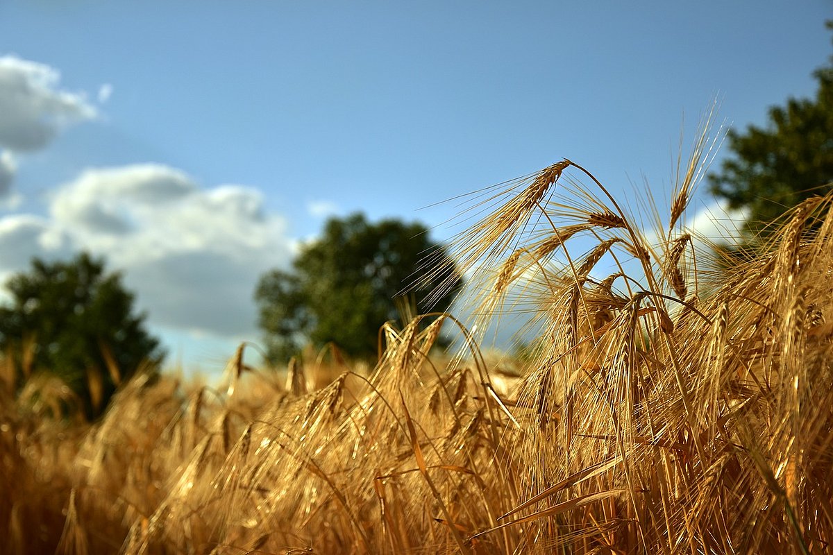 Ein Getreidefeld (Hafer), im Hintergrund blauer Himmel mit Wolken.