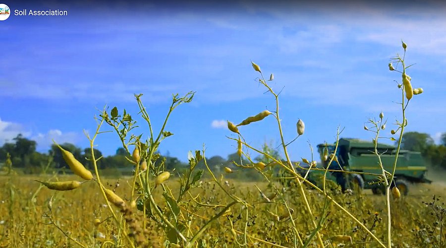 Bio-Landwirt erntet mit Mähdrescher Schälerbsen. 