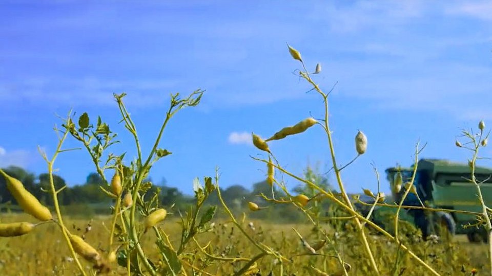 Bio-Landwirt erntet mit Mähdrescher Schälerbsen. 
