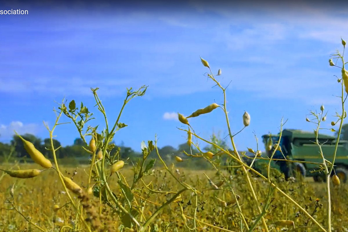Bio-Landwirt erntet mit Mähdrescher Schälerbsen. 