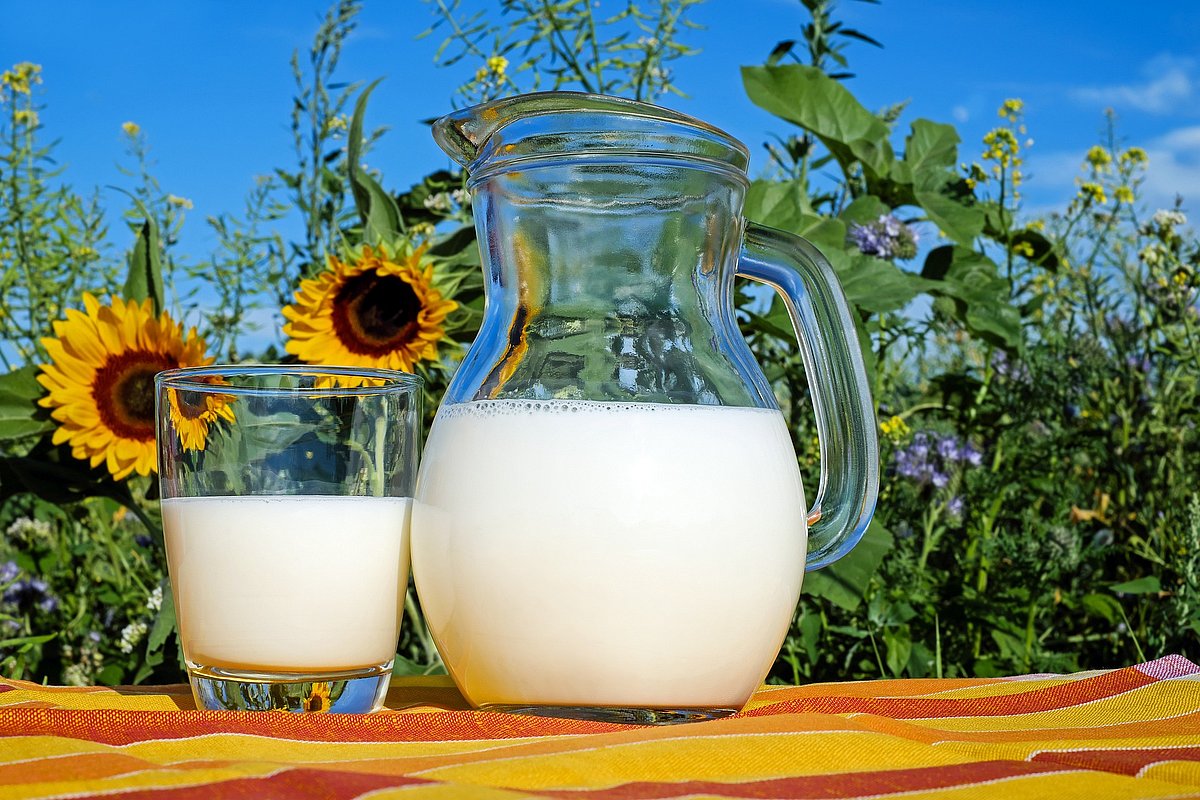 Vor einem Feld aus blühenden Sonnenblumen steht eine Glaskaraffe Milch und ein Glas Milch auf einem Tisch.