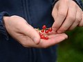 Ein Mensch hält Johannisbeeren in der Hand. 