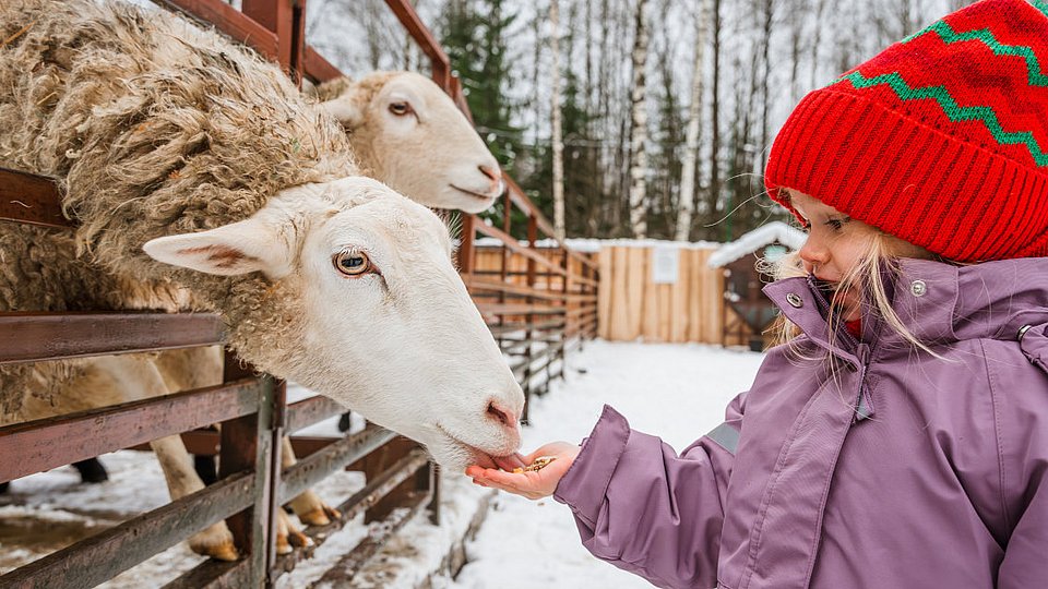 Kleines Mädchen füttert im Winter Schafe auf einem Bauernhof.  
