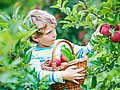 Junge pflückt Äpfel an einem Baum und hält einen Korb in der Hand.