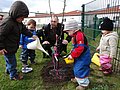 Kindergartenkinder pflanzen gemeinsam mit einem Erzieher einen Baum